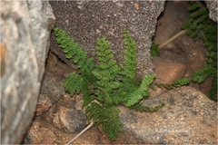 Oeosporangium elegans